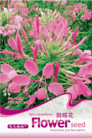 Cleome spider 