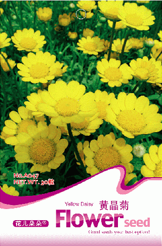 Chrysanthemum yellow ƾ