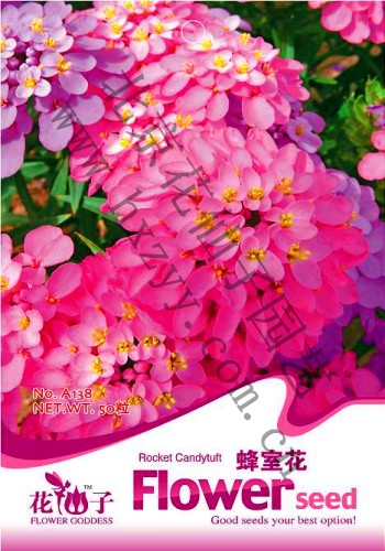 Rocket Candytuftһ