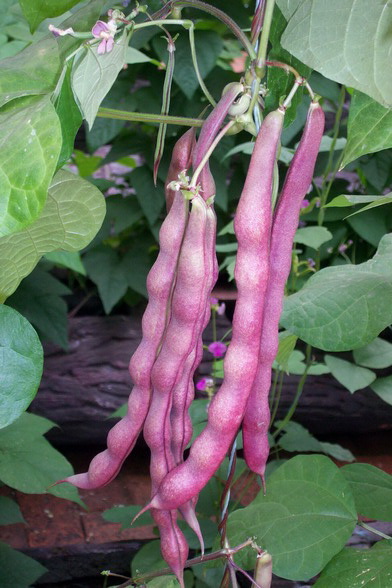 紫金架豆
