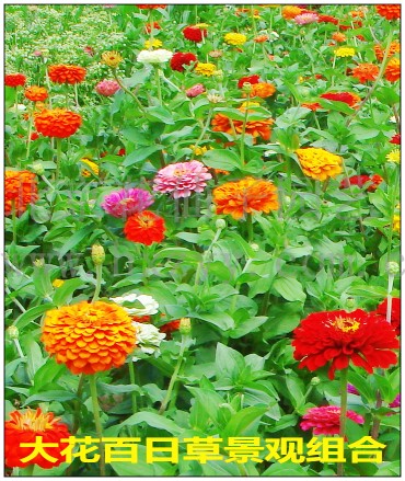 Zinnia 󻨰ղݾ