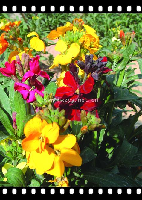 flowergoddess,flowerfellfrisk beijing flower-goddess horticulture
