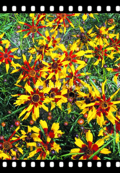 Coreopsis໨𼦾