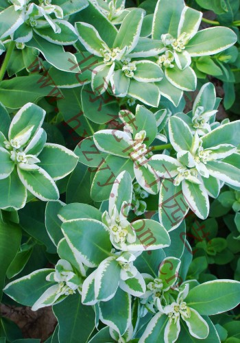 Euphorbia marginata