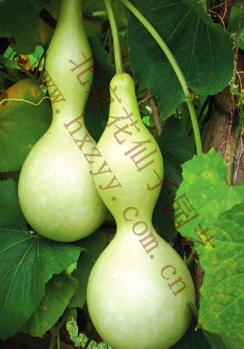 Ozake Bottle Gourd