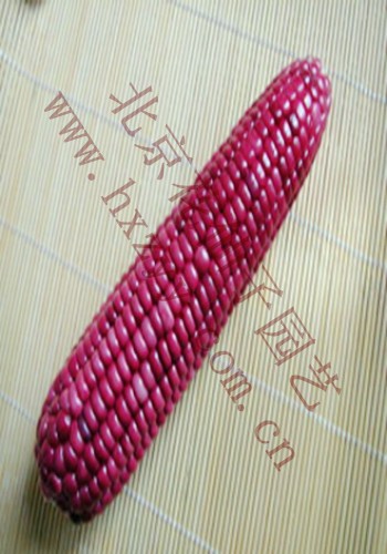 red waxy corn