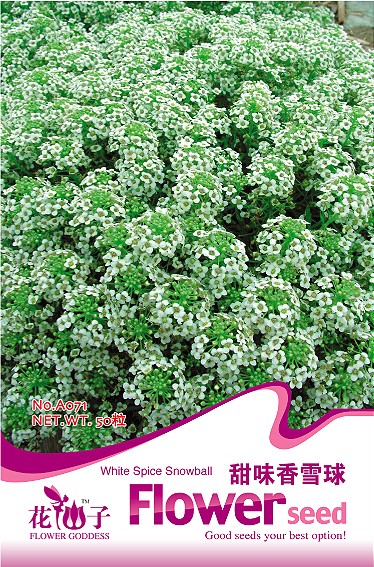 甜味香雪球种子图片