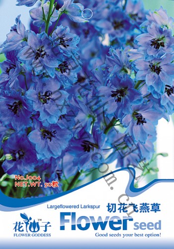 Cut Rocket Larkspur