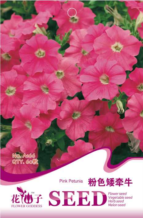 Petunia pink ɫǣţ