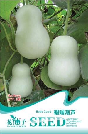 Bottle gourd «