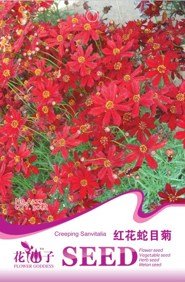 红花蛇目菊
