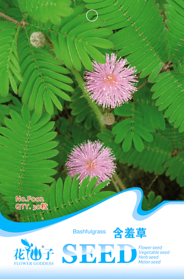 Mimosa pudica ߲